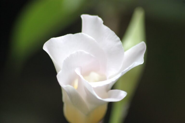 Cum să transformi vizitatorii în clienți loiali