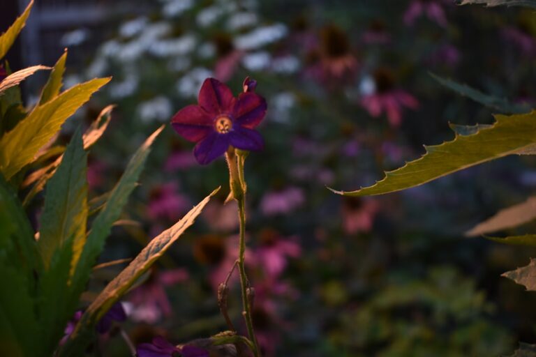 Iluminatul perfect pentru grădină: soluții ideale