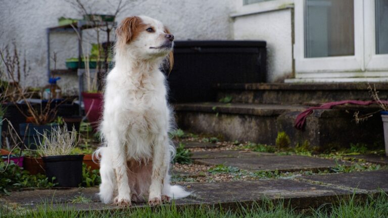 Cele mai bune plante pentru decor de iarnă