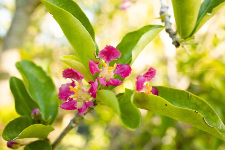 Cele mai bune soluții pentru economisirea apei în grădină