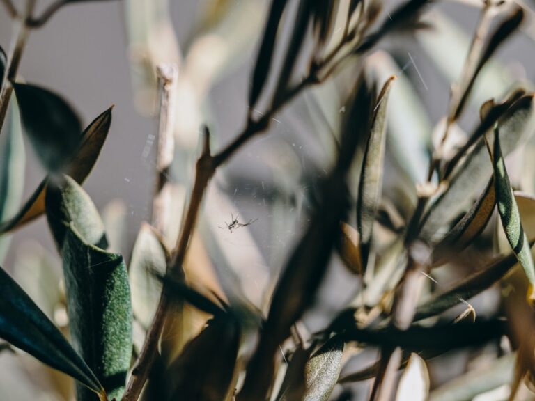 Cele mai bune plante de apartament pentru aer curat