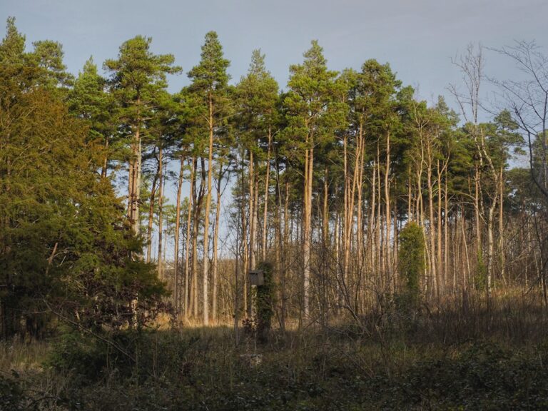 Vacanțe în natură: Cum să te deconectezi de la viața cotidiană