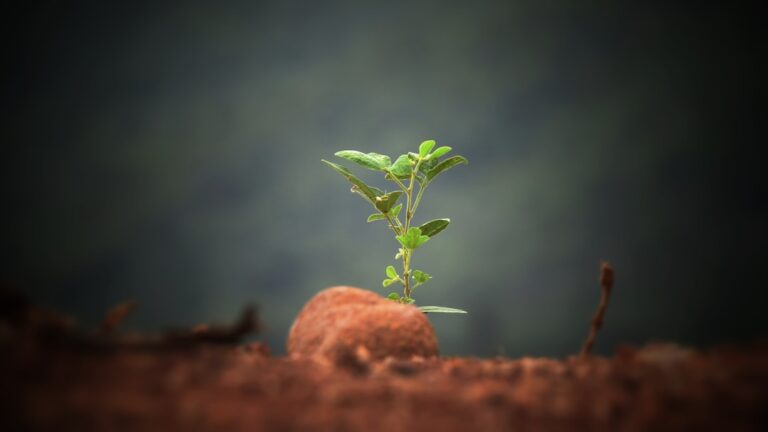 Totul despre inteligența plantelor și noua etică a naturii